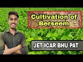 Cultivation of berseem      