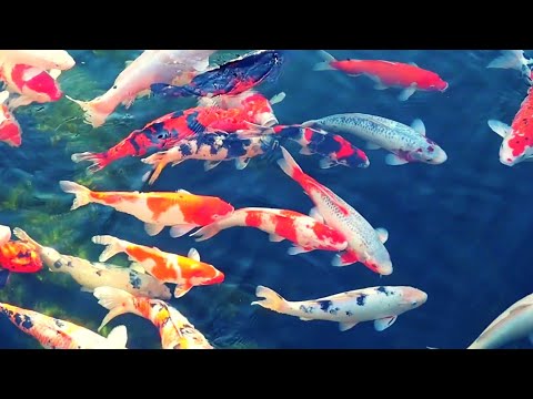 Video: Feite Oor Koi Fish