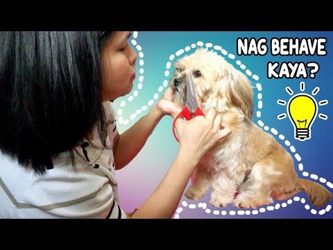 Video: Paano Maggupit Ng Isang Poodle