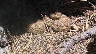 Western Rattlesnakes in The Foothills of Boise (2/3) 11May2024