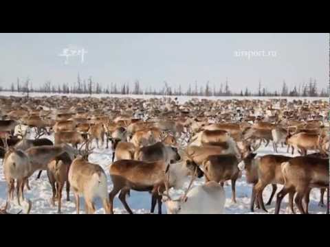 Тундра (Часть 1)