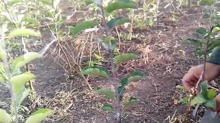 Продаю Саженцы на подвое м9 недорого 15 сортов 22 октября 2016 0689975244 видео Саженцы яблони купить в Украине