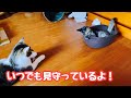 弟猫をいつでも見守っている目の不自由な子猫　ティッシュボールにこだわりのある　ぷ〜ちゃん
