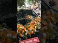 Wedding Car | Flower Decoration | Wedding Flower Decoration | Orange Decoration | Aesthetic Wedding