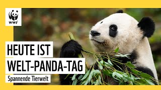 Welt-Panda-Tag: Etwas Ablenkung von den News  | WWF Deutschland