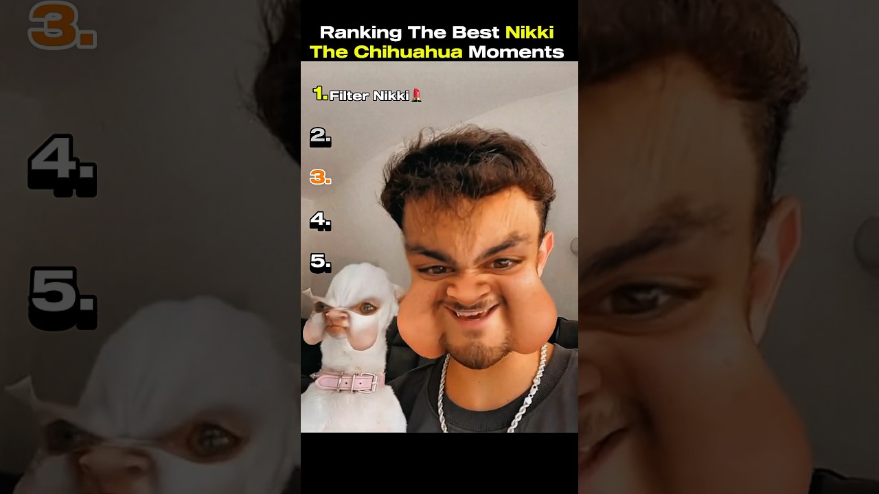 Ranking The Best Nikki The Chihuahua Moments Ever…