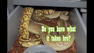 Does Your Male Ball Python Have What it Takes to Breed
