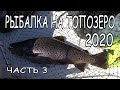 Рыбалка в Карелии 2020. Топозеро. Часть 3. ТРОФЕЙНАЯ КУМЖА! Готовим ЩУКА-БУРГЕРЫ! СУШИ ИЗ КУМЖИ!