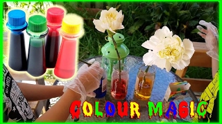 Coloured Carnations Magic! - EP 69