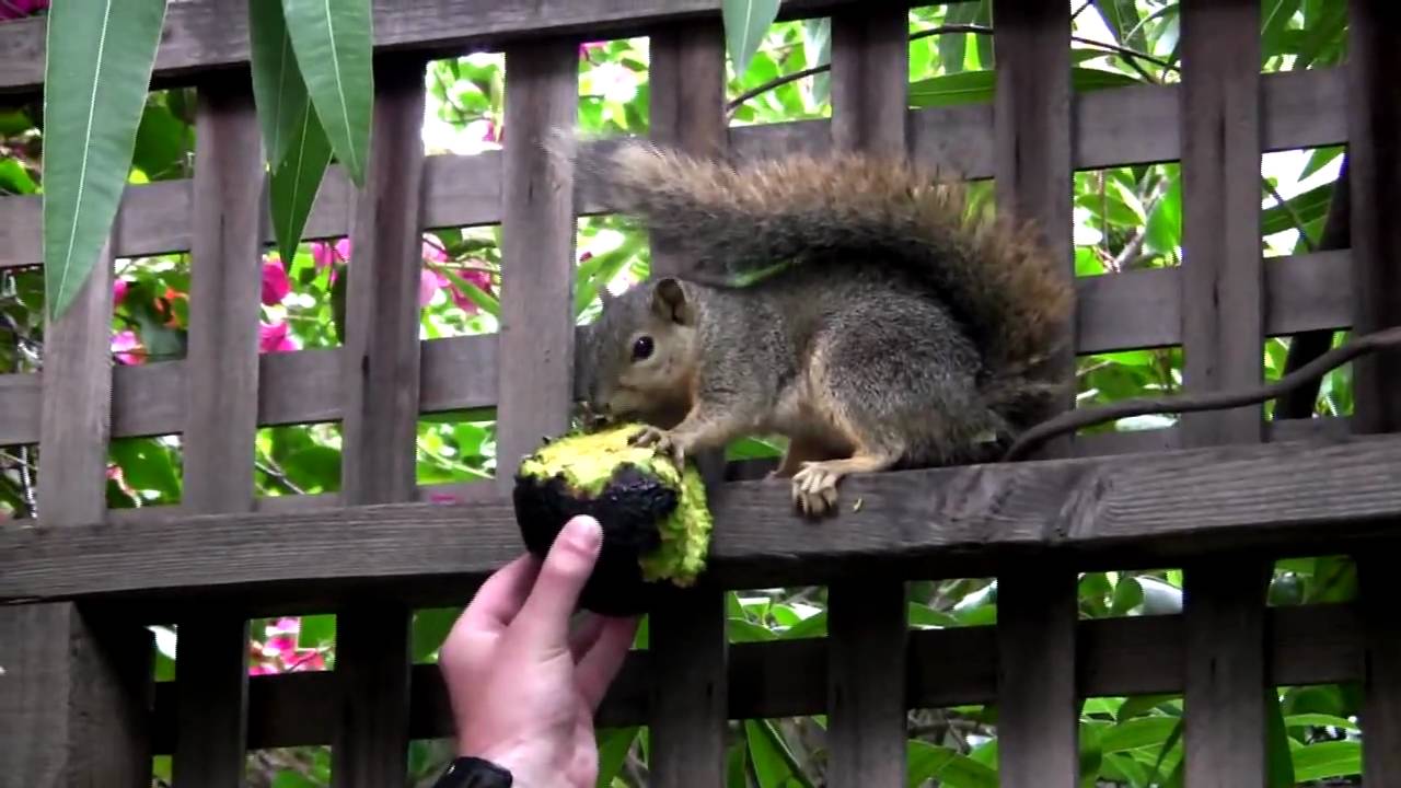 Squirrel Eating an Avocado YouTube