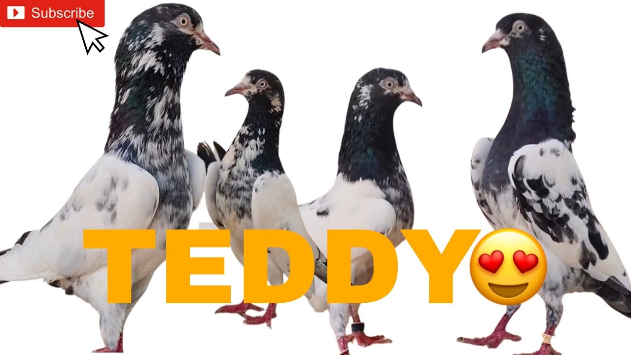 mere YouTube family ke liye mere personal TEDDY Kabutar 😭sale in India