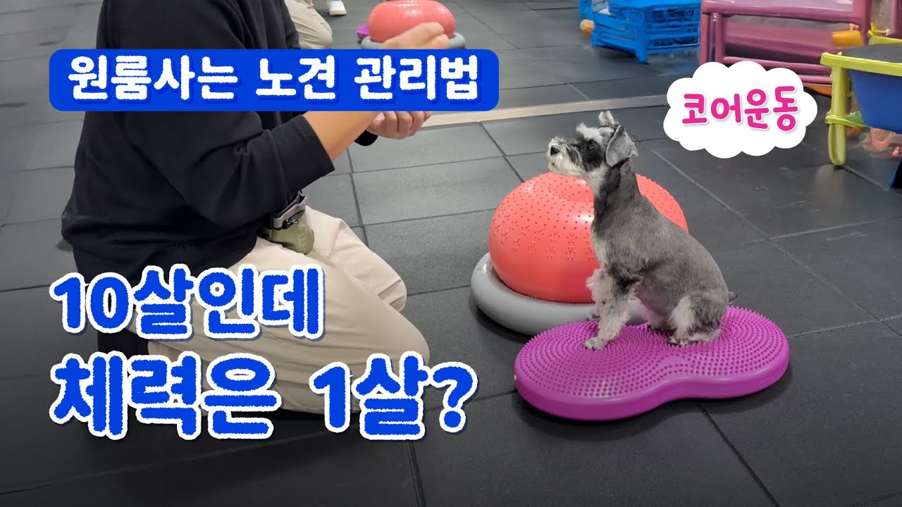 10살 슈나우저가 원룸에서 하루 종일 얌전한 비결? 산책 대신 '이것' 하세요🥇🐕🐾 독피트니스 + 룸투어 ｢ 밥은 멍고 다니냥 ｣