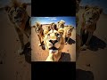 Same Pics 🦁🐐🔥 | #football #viral #futbol #funny #fyp | PrimeEditZシ