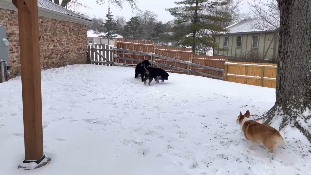 Ariel the Bernese Mountain Dog SNOW DAY! It’s Never Too Cold YouTube