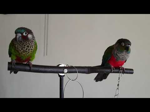 Crimson and Painted Conure Crimson and Painted Conure