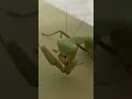 Feeding my mantis!