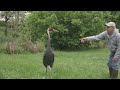 Meet Walnut: A Crane With a Crush on Her Keeper, Chris Crowe