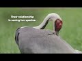 Meet Walnut: A Crane With a Crush on Her Keeper, Chris Crowe