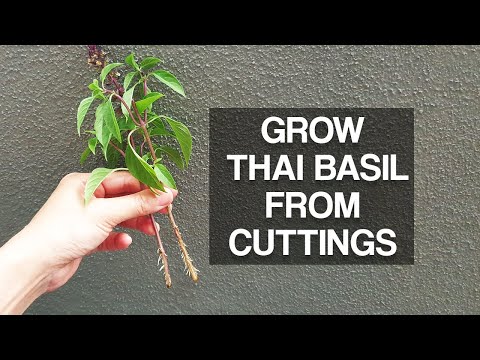 Video: Využití thajské bazalky – zjistěte, jak zasadit thajskou bazalku
