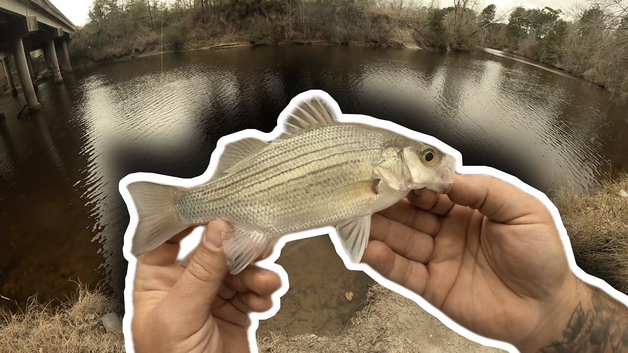 WHITE BASS RUN 2022 Texas Sand Bass Fishing THE MALES HAVE ARRIVED