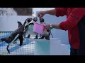 おたる水族館 カラスが更にずうずうしくペンギンにキック!
