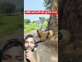 नाग ने कर दिया हमला अकेले छोड़ना पड़ा भारी #mixtape #snake