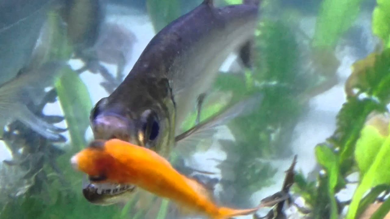 vampire tetra vampire tetra