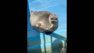 Just a round loaf of bread chilling by the pool 🍞🦭#shorts#seal #cuteanimals#chonky#round #seallife