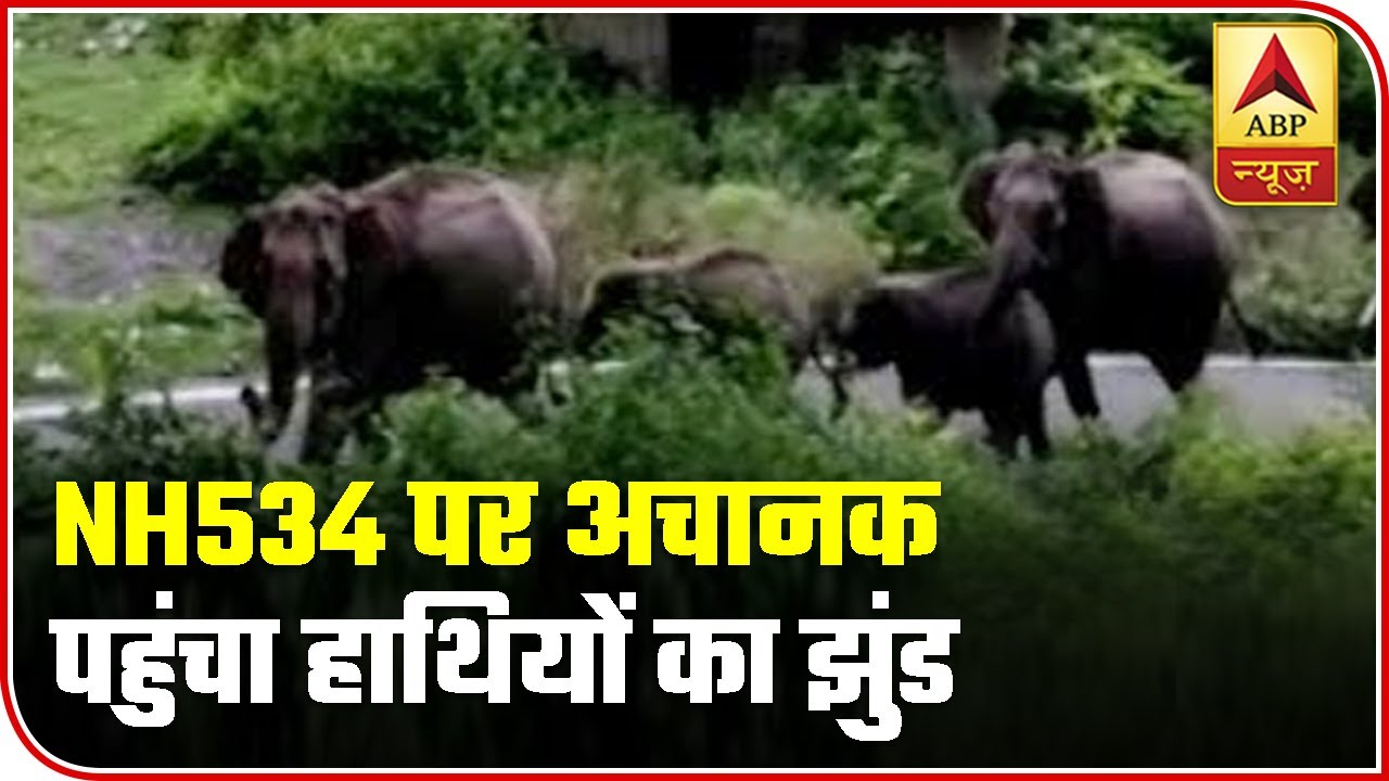 Sudden Arrival Of Elephants On NH534 Leaves Passersby Awestruck | ABP News