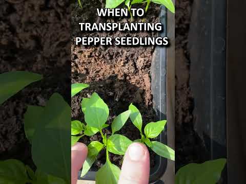 Video: Når skal du så paprika? Når du skal plante pepperfrø for frøplanter og hvordan du dyrker frøplanter