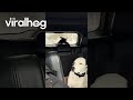 Doberman Chases the Windshield Wiper || ViralHog