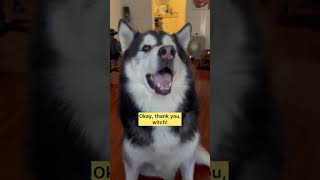 Car ride and treats #dogvideos #dogparent #huskylife #funnyvideo #talkingdog #dogcomedy