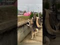 Funny Pets Spy on Neighbors: Epic Reactions Caught on Camera. #hilarious #funnyshorts #comedy