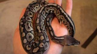 Pewter Ball Python Freshly Shed Net Worth