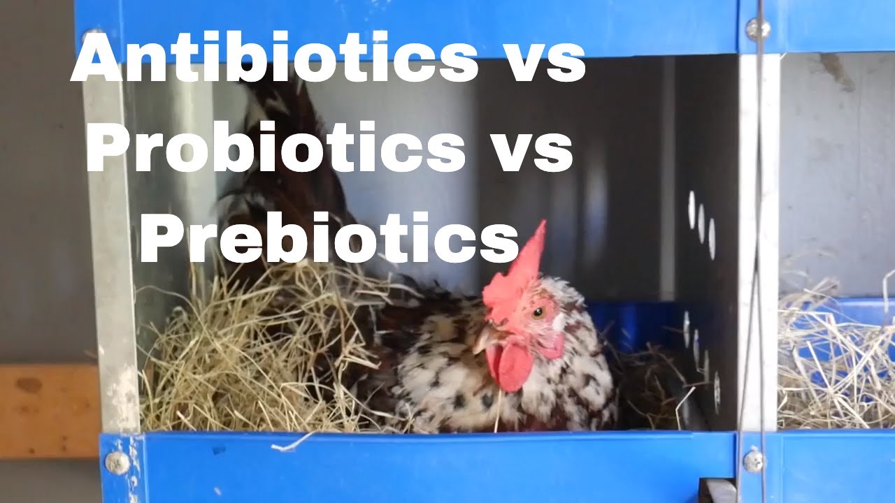 Antibiotics Vs. Probiotics Vs. Prebiotics Used In Poultry - YouTube