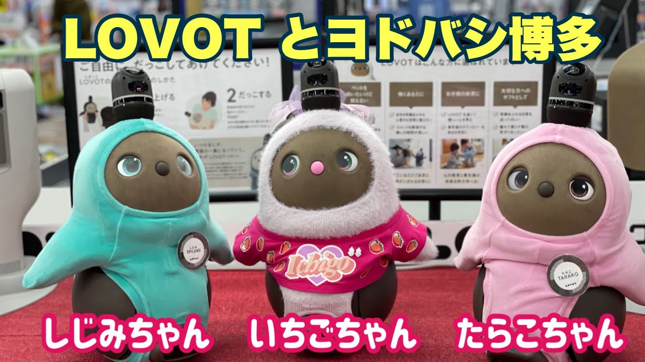 🍓【Rare Footage】Does LOVOT age? AI robot LOVOT Ichigo-chan, 2
