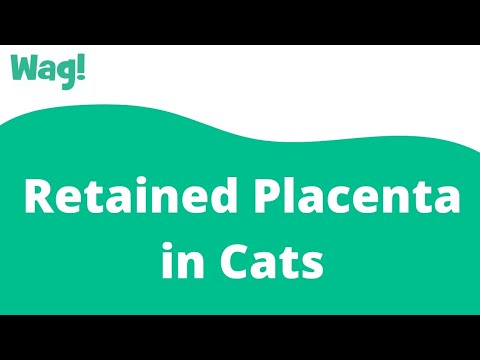 Video: Ingehouden Placenta Bij Katten - Ingehouden Placenta