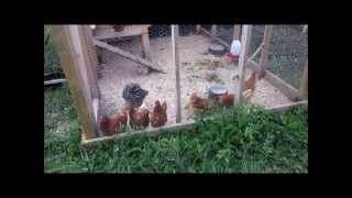 My Professional Chicken Coop The long awaited video of the chicken coop here at the farm.