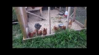 The long awaited video of the chicken coop here at the farm.