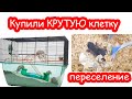 Купили крутую клетку песчанкам