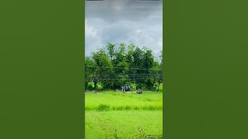 Hai thanh niên tử vong do nghi dính điện bẫy chuột ở ruộng lúa