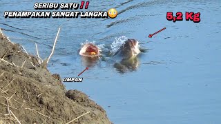 Momen sangat langka saat mancing umpan jatuh langsung buat rebutan gabus monster