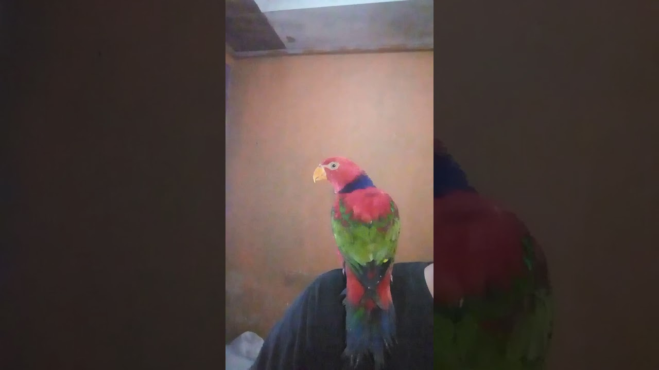 Burung Nuri Unik Dan Pandai Dari Papua Youtube