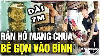 🐍Cảnh ngâm rượu RẮN hổ mang KHỔNG LỒ dài 5 mét được xếp vào bình, xem mà thót tim