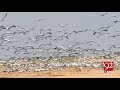 Quetta | Millions of Siberian birds begin flight towards South Asia to find warm abodes | 7 Oct 2018