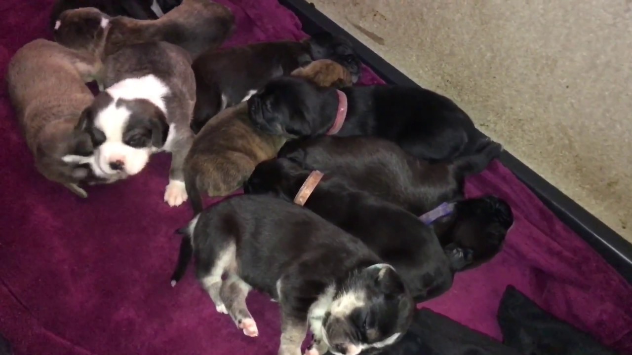 Boxer Labrador Mix Welpen Impressionen Hunde Babys Dritte Woche