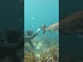 天然真鯛の餌付け