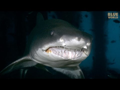 Sand Tiger Sharks of North Carolina | JONATHAN BIRD'S BLUE WORLD