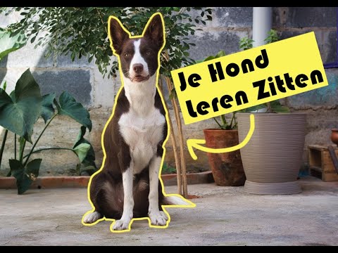 Video: 3 redenen om uw hond te leren 