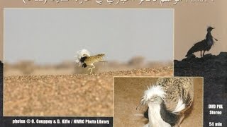 فصل التكاثر في محازة الصيد - HOUBARA IN MAHAZAT AsSAYD